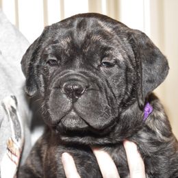 Bullmastiff Puppies from Happy Tails Bullmastiffs