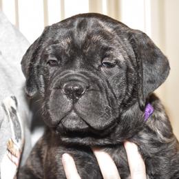 Bullmastiff Puppies from Happy Tails Bullmastiffs