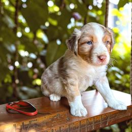 Suede McKee - Red merle male Australian Shepherd puppy in Statesville, North Carolina from Charming Australian Shepherds