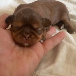 1 - Black and tan male Shih Tzu puppy in Las Vegas, Nevada from Vegas Shih Tzus