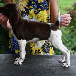 Lucy - Liver and white female Brittany puppy in Hollidaysburg, Pennsylvania from Royal Flush Farms