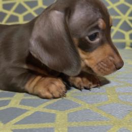 Mia - Chocolate and tan female Dachshund puppy in Hardy, Arkansas from Tracy's Dachshunds