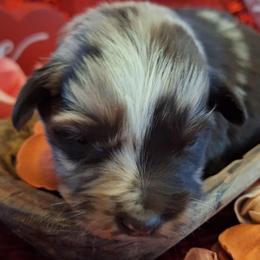 COOKIE DOUGH - Red merle female Australian Shepherd puppy in Salem, Arkansas from Patchwork Kennels