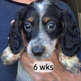 Olga - Piebald female Dachshund puppy in Bangs, Texas from Lickin'bach Miniature Dachshunds