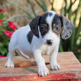 Male 4 - Piebald male Dachshund puppy in Childress, Texas from Taylor Farms