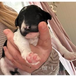 Eve - Parti female Poodle puppy in Greenwich, New York from MizzElle’s Standard Poodles