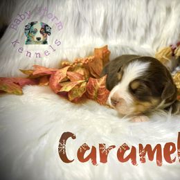Caramel - Red tri male Miniature Australian Shepherd puppy in Lubbock, Texas from Baby Storm Kennels