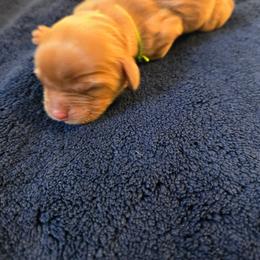 Clover - Ruby female Cavalier King Charles Spaniel puppy in Sunny Valley, Oregon from Sunny Valley Cavaliers