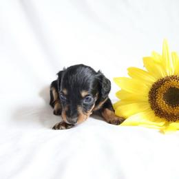 Daisy - Black and tan female Dachshund puppy in Fredericksburg, Ohio from William's Dachshunds