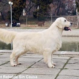 Willow - Golden Retriever