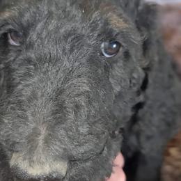 AL click for video - Phantom male Poodle puppy in Paonia, Colorado from Sillydogs Poodles