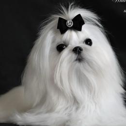 Johnny - Maltese