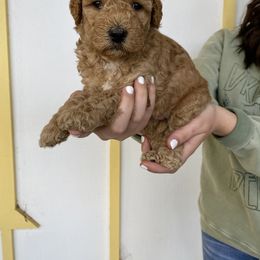 Bernedoodle and Labradoodle Puppies from Royal Doodles