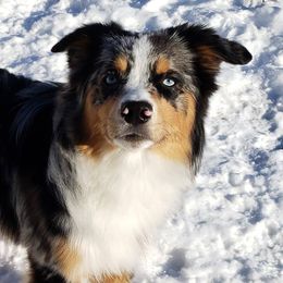 Miniature Australian Shepherds from M&A australian Shepherds