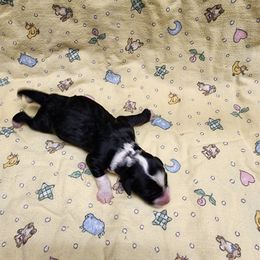 Bernedoodle and Goldendoodle Puppies from Doni Doodles