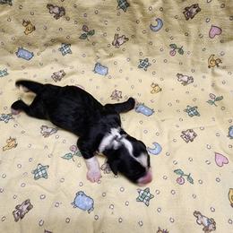 Bernedoodle and Goldendoodle Puppies from Doni Doodles
