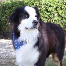 Oreo - Australian Shepherd