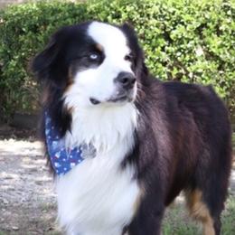 Oreo - Australian Shepherd