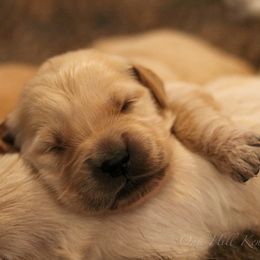 Golden Retriever Puppies from Oak Hill Kennels