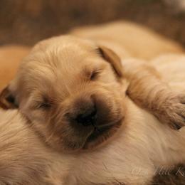 Golden Retriever Puppies from Oak Hill Kennels