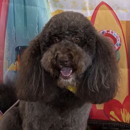 Chocolate aka Poppy - Australian Labradoodle