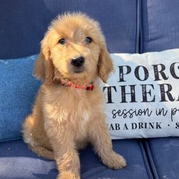 Vail - Apricot female Goldendoodle puppy in The Woodlands, Texas from Gracie's Goldendoodles and Bernedoodles