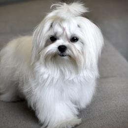 Princess - Maltese