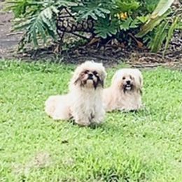 Shih Tzus from Jill Blanton's Shih Tzus