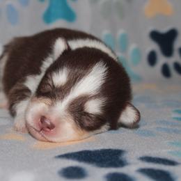 Scarlett - Chocolate female Pomsky puppy in Clarkston, Utah from Red Rock Ranch Breeders