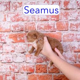 Seamus - Red  male Goldendoodle puppy in Calhoun, Georgia from Happy Top Doodles