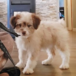 White - Brown merle female Aussiedoodle puppy in Cool, California from Foothill Aussies