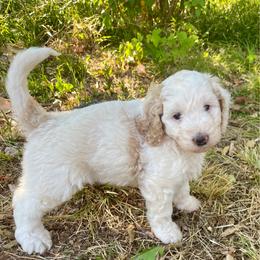Butters - Cream female Aussiedoodle puppy in Oklahoma City, Oklahoma from Heritage Doodle Company