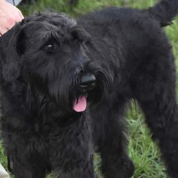 Giant Schnauzers from Tseekhah (Complete Darkness) Kennel