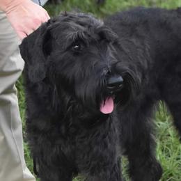 Giant Schnauzers from Tseekhah (Complete Darkness) Kennel