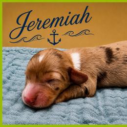 Jeremiah - Dapple male Dachshund puppy in Hendersonville, North Carolina from Kim's Cove