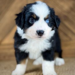 BTF1 - Black tri female Miniature Australian Shepherd puppy in Prague, Oklahoma from Classic K9’s  Aussies & Doodles