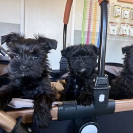Ricky - Black and tan male Yorkshire Terrier puppy in Bunnell, Florida from Royal Biewer and Royal Aussies