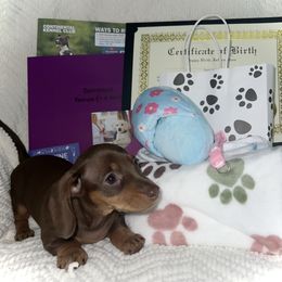 Sadie - Chocolate and tan Dachshund puppy in Comer, Georgia from Southern Drawl Dachshunds
