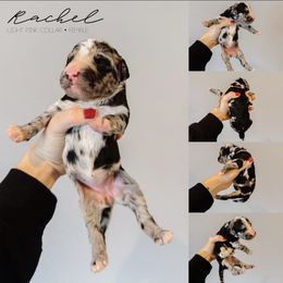 Rachel - Merle female Sheepadoodle puppy in Republic, Missouri from DOOD & Co