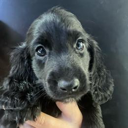 Baggi - Black male Dachshund puppy in Bigfork, Minnesota from Dachshunds Up North