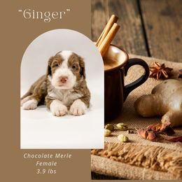 Ginger (Pink Collar) - Chocolate merle female Bernedoodle puppy in Hudson, Indiana from TurkeyCreek-K9