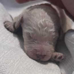 Madeleine - Cream female Poodle puppy in Grovetown, Georgia from PND Kennel