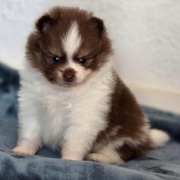 Chocolate tri boy - Chocolate male Pomeranian puppy in Brighton, Colorado from POMS OF CBBK