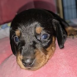 Dachshund puppies from Neeley Family's Weenies