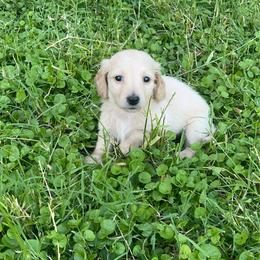 Alvin- AKC - Cream male Dachshund puppy in Gainesville, Texas from Diamond B Doxies
