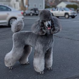 Poodles from Kbri