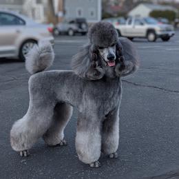 Poodles from Kbri