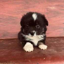 Girl 2 - Toy Australian Shepherd puppy in St. George, Utah from Double Bar H Corgis & Aussies