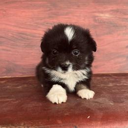 Girl 2 - Toy Australian Shepherd puppy in St. George, Utah from Double Bar H Corgis & Aussies
