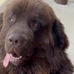 Newfoundlands from Claypit Newfoundlands